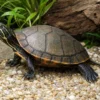 Alabama-Rotbauch-Schmuckschildkröte, Pseudemys alabamensis