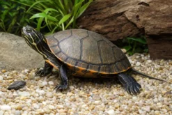 Alabama-Rotbauch-Schmuckschildkröte, Pseudemys alabamensis