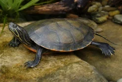Alabama-Rotbauch-Schmuckschildkröte, Pseudemys alabamensis