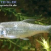 Aland, Ide, Leuciscus idus, 7-10 cm (Kaltwasser)