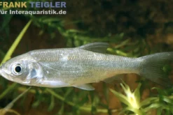 Aland, Ide, Leuciscus idus, 7-10 cm (Kaltwasser)