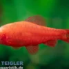 Albino Bitterlingsbarbe Super Red, Rohanella titteya