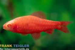 Albino Bitterlingsbarbe Super Red, Rohanella titteya