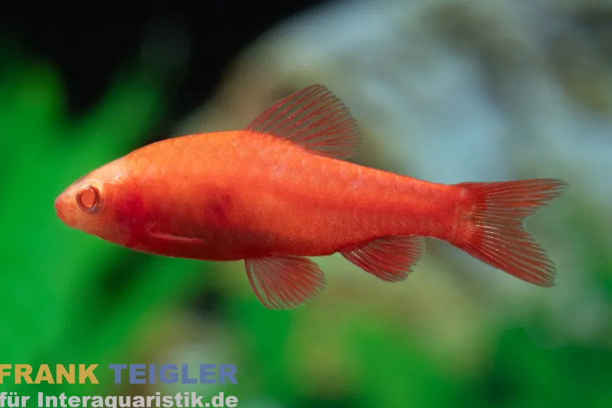Albino Bitterlingsbarbe Super Red, Rohanella titteya