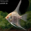 Albino Dantum Skalar, Pterophyllum altum x scalare XXL