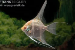 Albino Dantum Skalar, Pterophyllum altum x scalare XXL