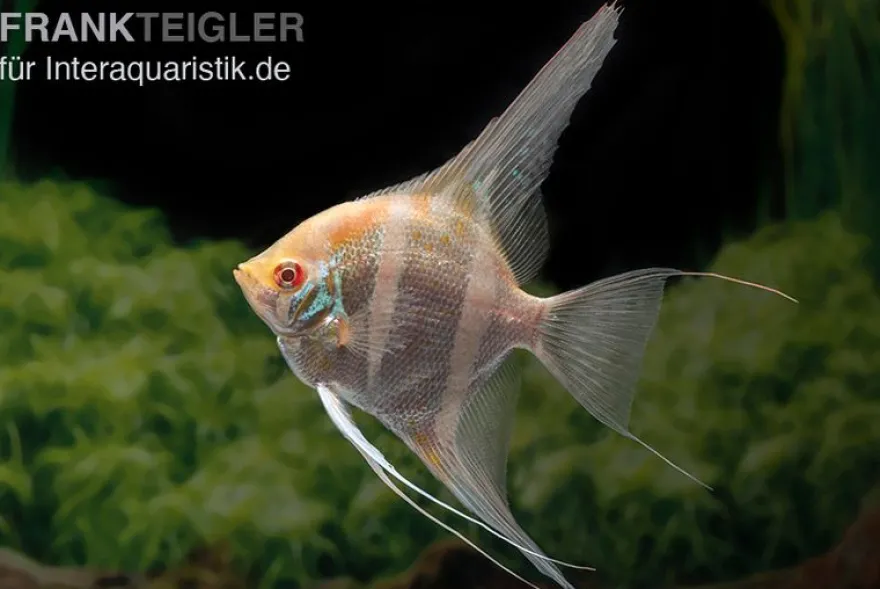 Albino Dantum Skalar, Pterophyllum altum x scalare XXL