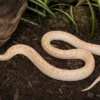 Albino der Braunen Regenbogenboa, Epicrates maurus