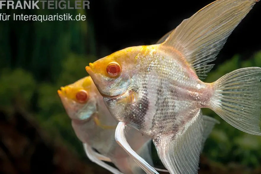 Albino-Goldmarmor-Skalar, Pterophyllum scalare, 3-4 cm