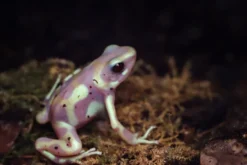 Albino-Grüner Pfeilgiftfrosch, Dendrobates auratus Albino