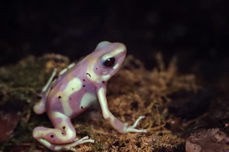 Albino-Grüner Pfeilgiftfrosch, Dendrobates auratus Albino