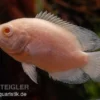 Albino Oscar, Pfauenaugenbuntbarsch, Astronotus ocellatus