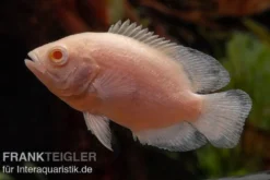 Albino Oscar, Pfauenaugenbuntbarsch, Astronotus ocellatus
