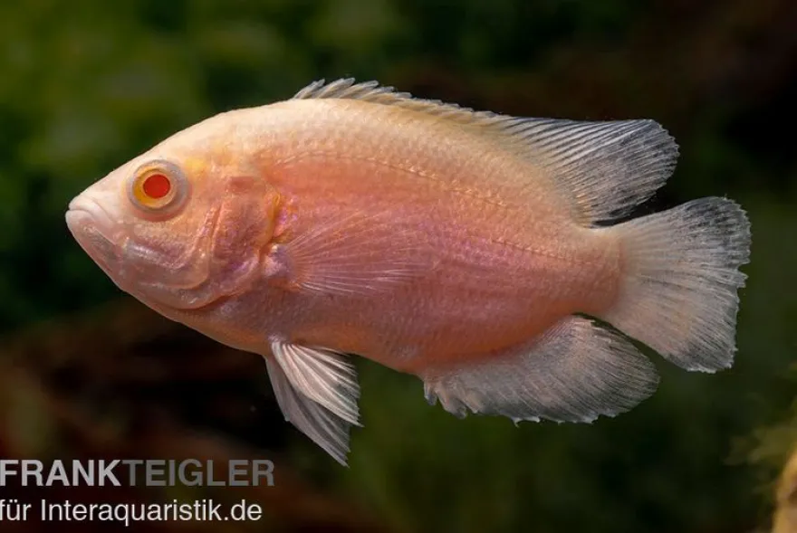 Albino Oscar, Pfauenaugenbuntbarsch, Astronotus ocellatus