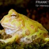 Albino Pacman-Frog, Schmuckhornfrosch, Ceratophrys cranwelli albino