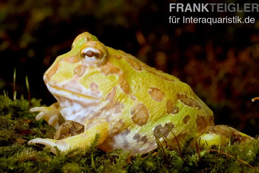Albino Pacman-Frog, Schmuckhornfrosch, Ceratophrys cranwelli albino