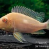 Albino-Rotkopf-Erdfresser, Geophagus sp. RIO TAPAJOS "Albino"