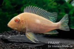 Albino-Rotkopf-Erdfresser, Geophagus sp. RIO TAPAJOS "Albino"