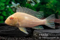 Albino-Rotkopf-Erdfresser, Geophagus sp. RIO TAPAJOS "Albino"