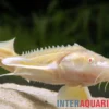 Albino-Sterlet, Acipenser ruthenus albino (Kaltwasser), 20-25 cm