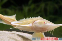 Albino-Sterlet, Acipenser ruthenus albino (Kaltwasser), 20-25 cm
