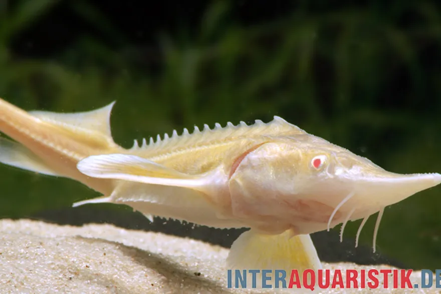 Albino-Sterlet, Acipenser ruthenus albino (Kaltwasser), 20-25 cm