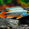 Alenquer-Zwergbuntbarsch, Apistogramma agassizii "Alenquer Red Tail", paarweise