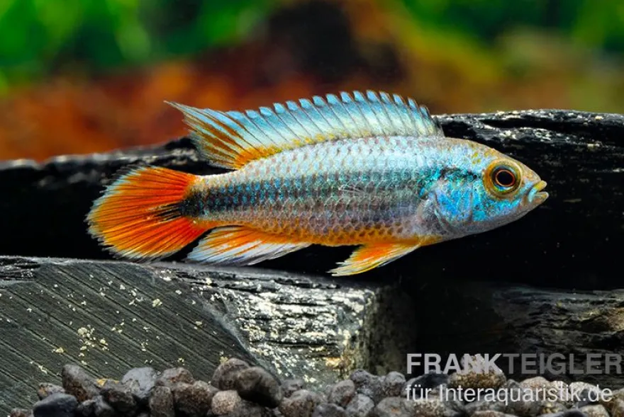 Alenquer-Zwergbuntbarsch, Apistogramma agassizii "Alenquer Red Tail", paarweise
