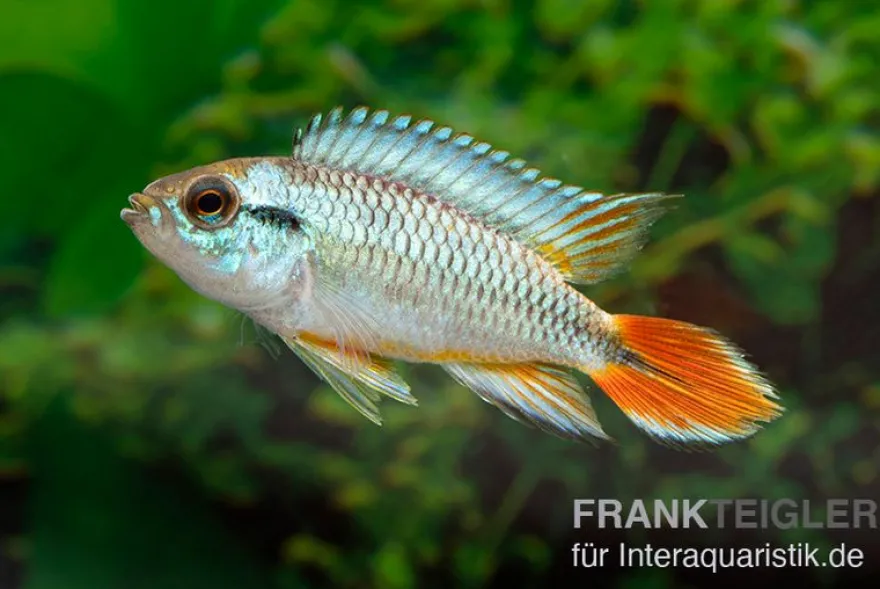 Alenquer-Zwergbuntbarsch, Apistogramma agassizii "Alenquer Red Tail", paarweise