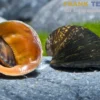 Algenrennschnecke, Neritina pulligera