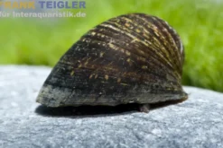Algenrennschnecke, Neritina pulligera