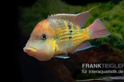Alto-Sinu-Erdfresser, Geophagus sp. Alto Sinu