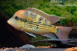 Alto-Sinu-Erdfresser, Geophagus sp. Alto Sinu