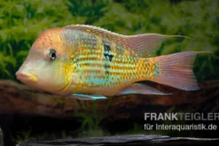 Alto-Sinu-Erdfresser, Geophagus sp. Alto Sinu