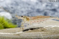 Amanogarnele, Caridina multidentata