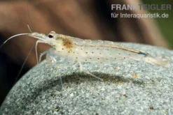 Amanogarnele, Caridina multidentata