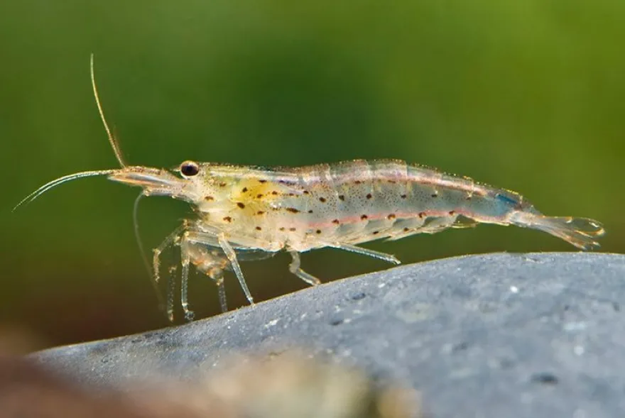 Amanogarnele, Caridina multidentata