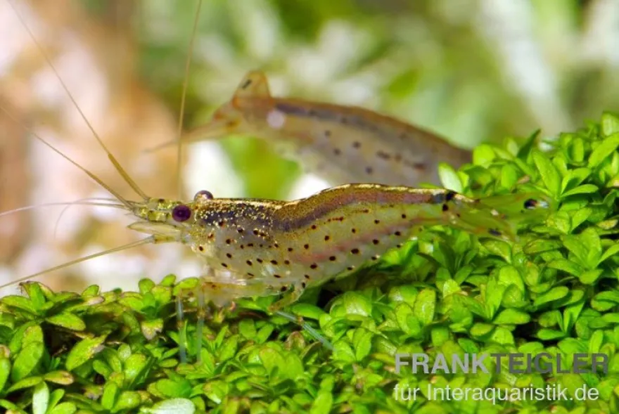 Amanogarnele, Caridina multidentata