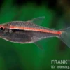 Amapa-Glühlichtsalmler, Hyphessobrycon amapaensis