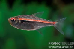 Amapa-Glühlichtsalmler, Hyphessobrycon amapaensis