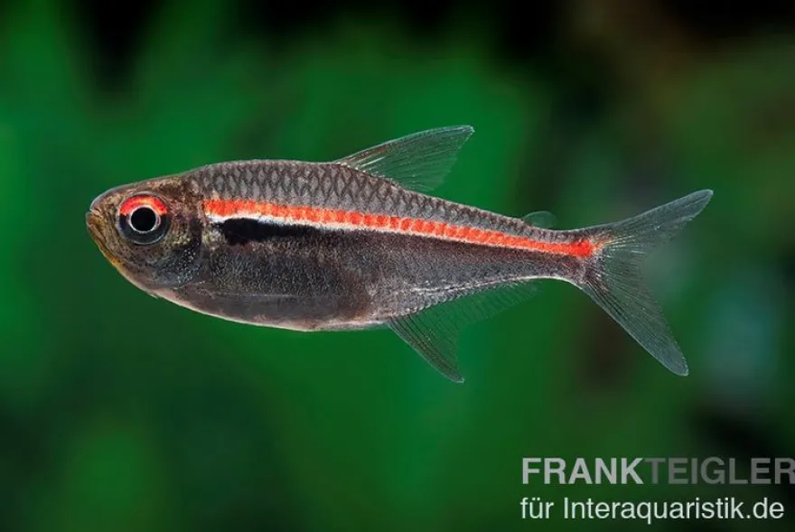 Amapa-Glühlichtsalmler, Hyphessobrycon amapaensis