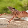 Amazonas-Laubgarnele, Euryrhynchus amazoniensis