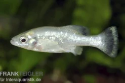 Ameca-Hochlandkärpfling, Ameca splendens, 3-6 cm DNZ