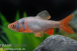 Amerikanische Rotflossenorfe, Notropis lutrensis (Kaltwasser & Warmwasser)