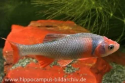 Amerikanische Rotflossenorfe, Notropis lutrensis (Kaltwasser & Warmwasser)