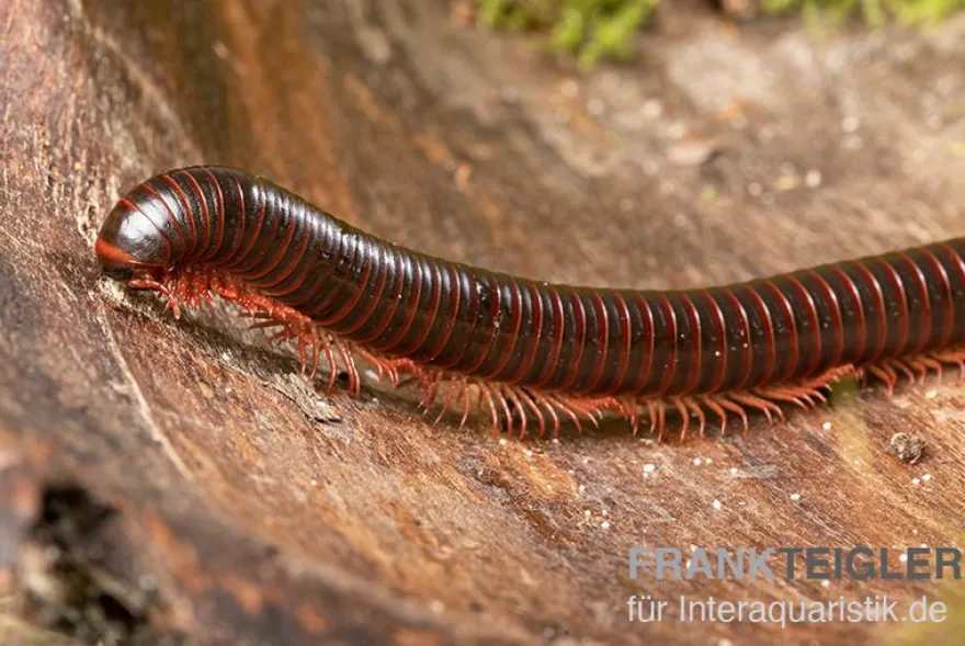 Amerikanischer Tausendfüßer, Narceus americanus