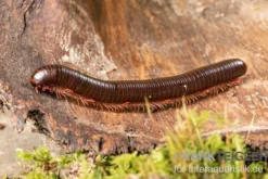 Amerikanischer Tausendfüßer, Narceus americanus