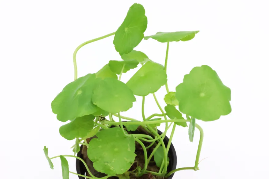 Amerikanischer Wassernabel, Hydrocotyle verticilliata, im Topf