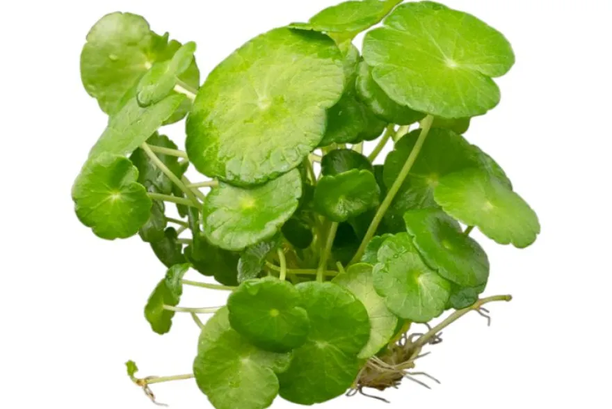 Amerikanischer Wassernabel, Hydrocotyle verticilliata, im Topf