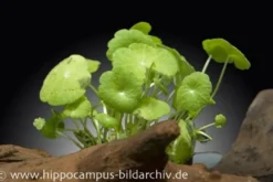 Amerikanischer Wassernabel, Hydrocotyle verticilliata, im Topf